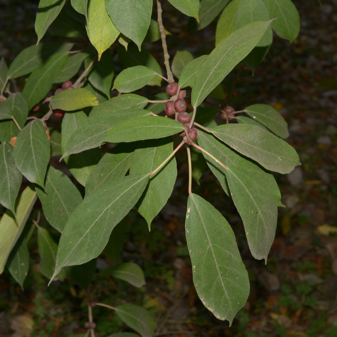 Ficus heteromorpha - PictureThis