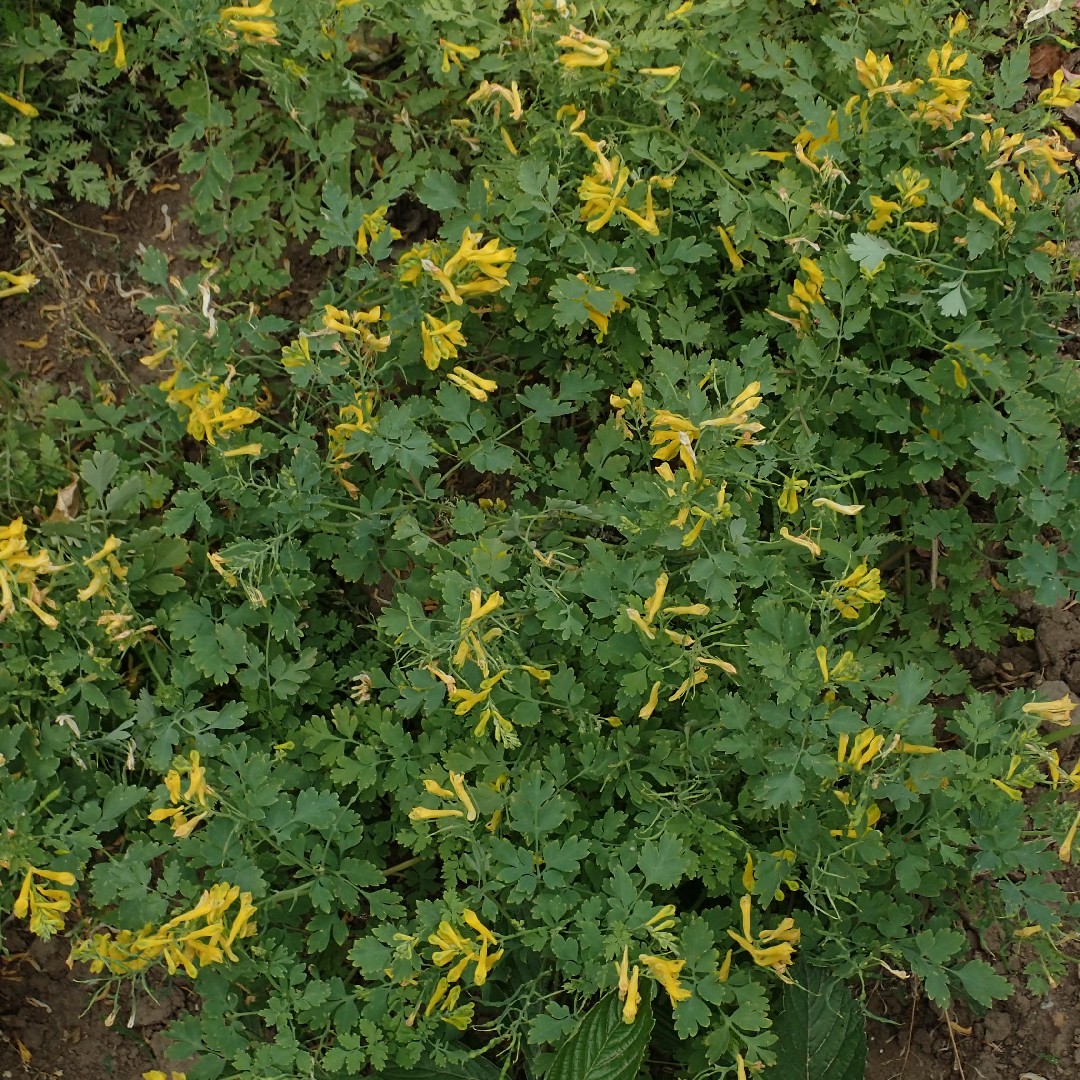 Corydalis paniculigera