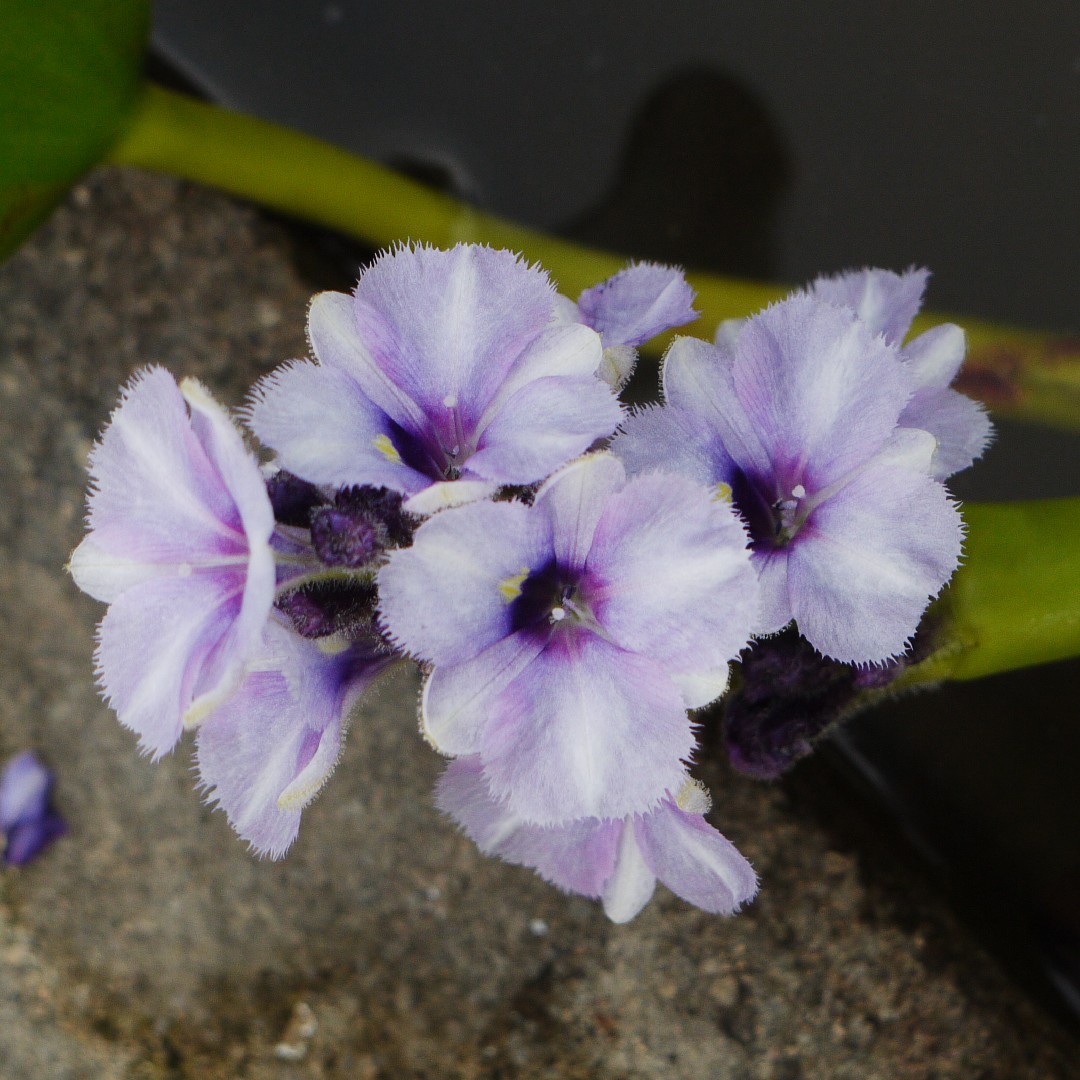 Where To Place Anchored water hyacinth In Feng Shui? (Characteristics ...