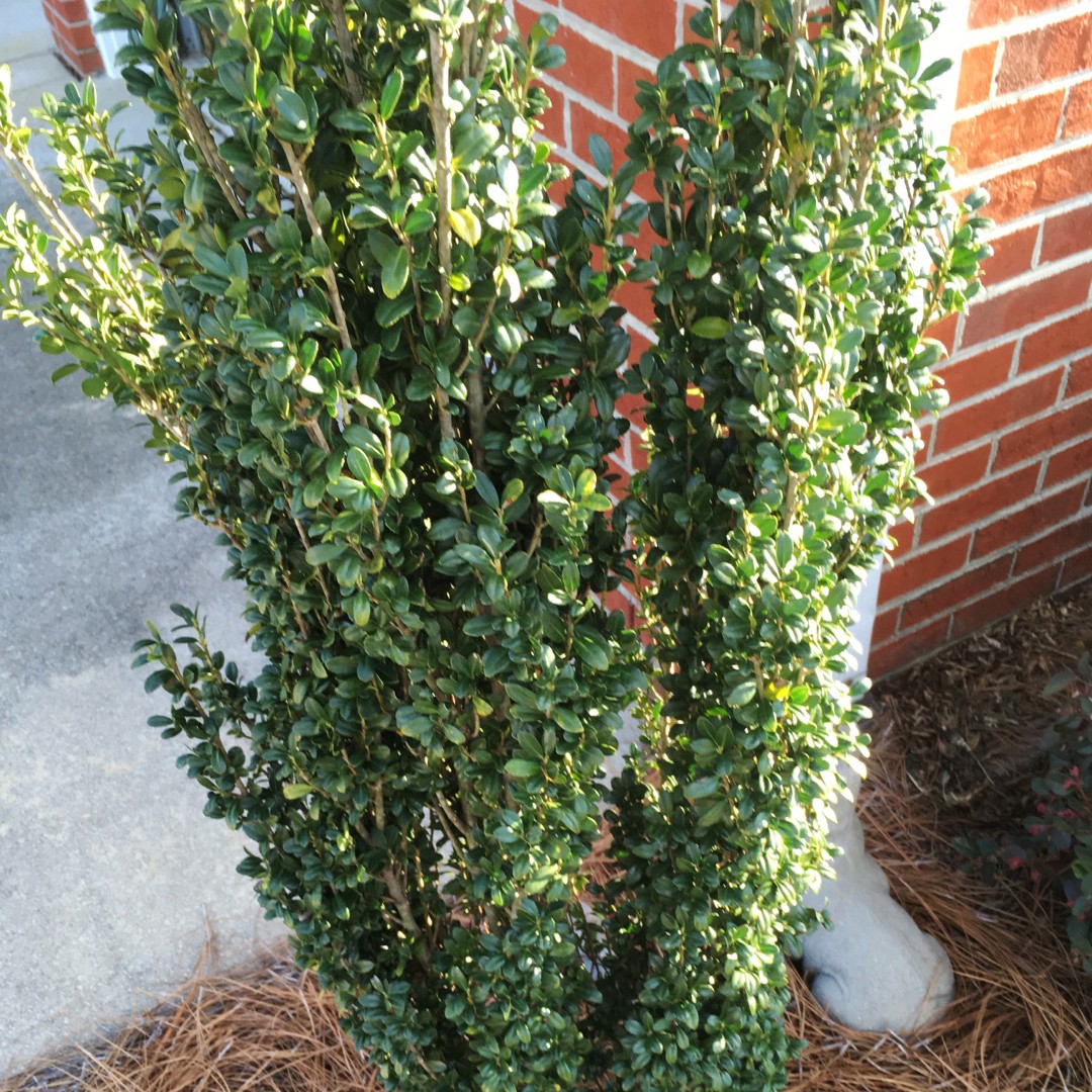 Ilex crenata 'Sky Pencil' Cuidados (Plantando, Fertilizantes ...