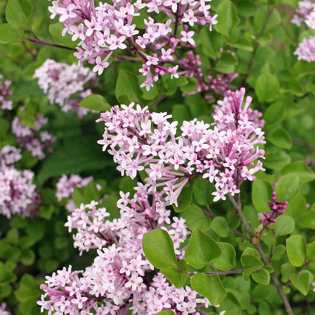 Сирень Мейера (Syringa meyeri) - PictureThis