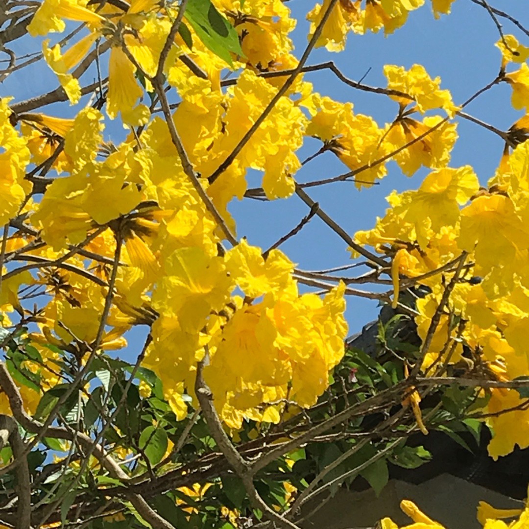 イエロー トランペットツリー Handroanthus Chrysanthus 花言葉 学名 よくある質問 Picturethis