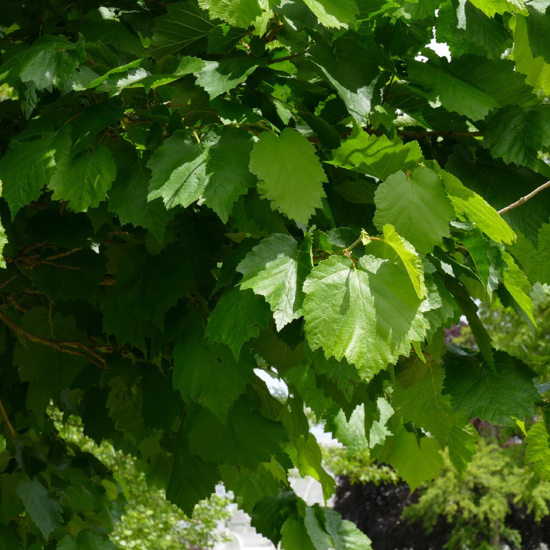 Nocciolo di Costantinopoli (Corylus colurna) - PictureThis