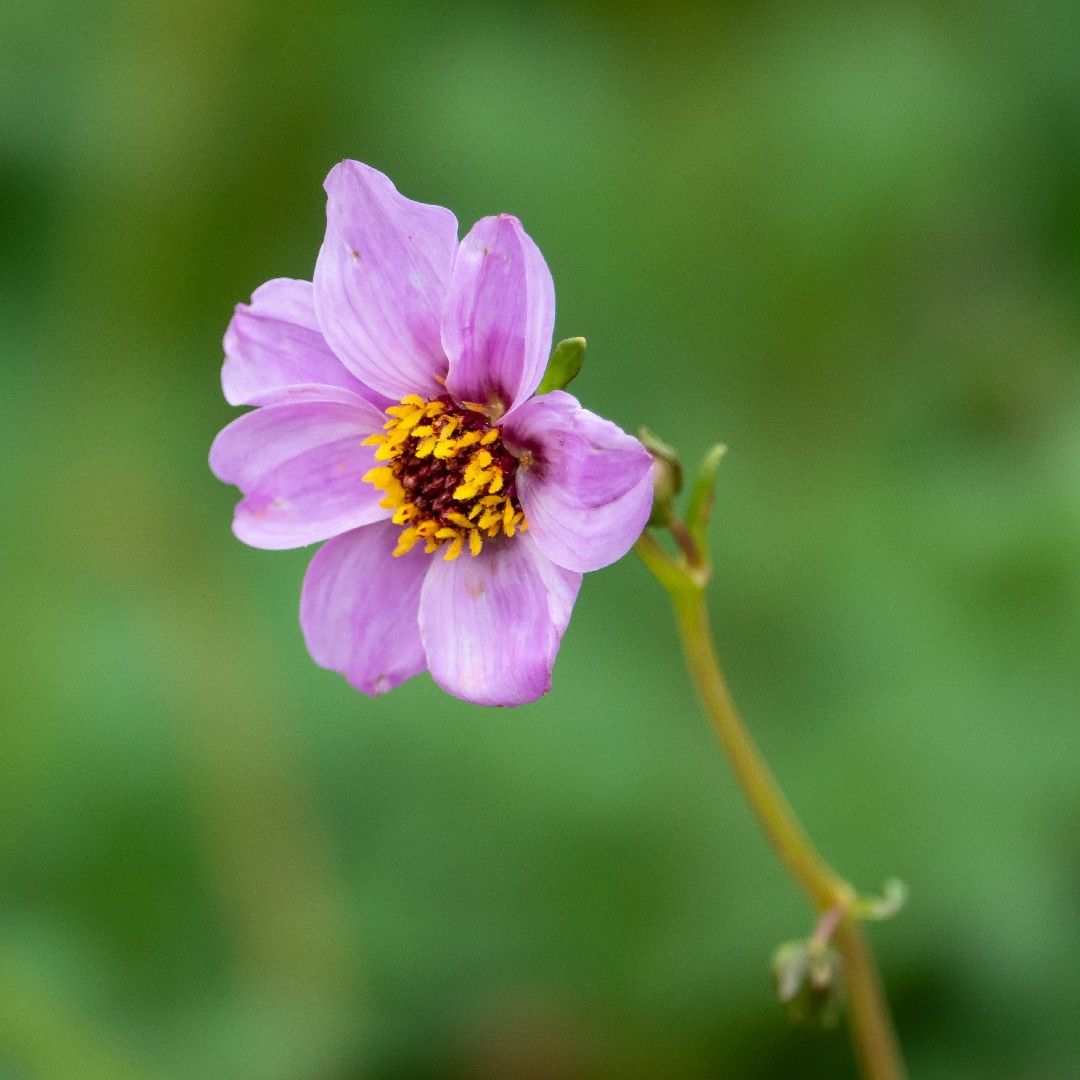 Dahlia merckii - PictureThis