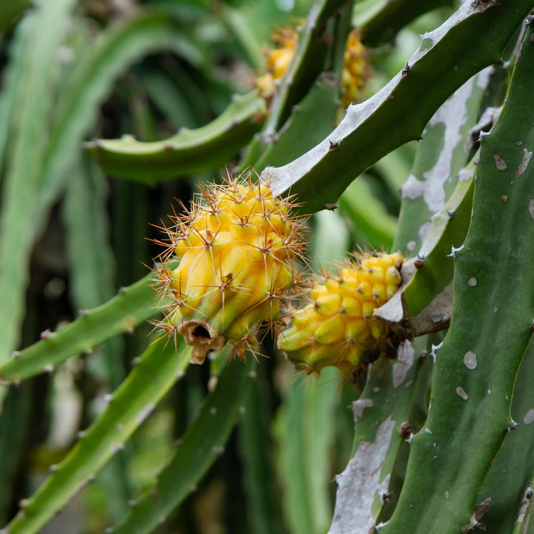 Künstlicher Kaktus Hylocereus in Topf kaufen