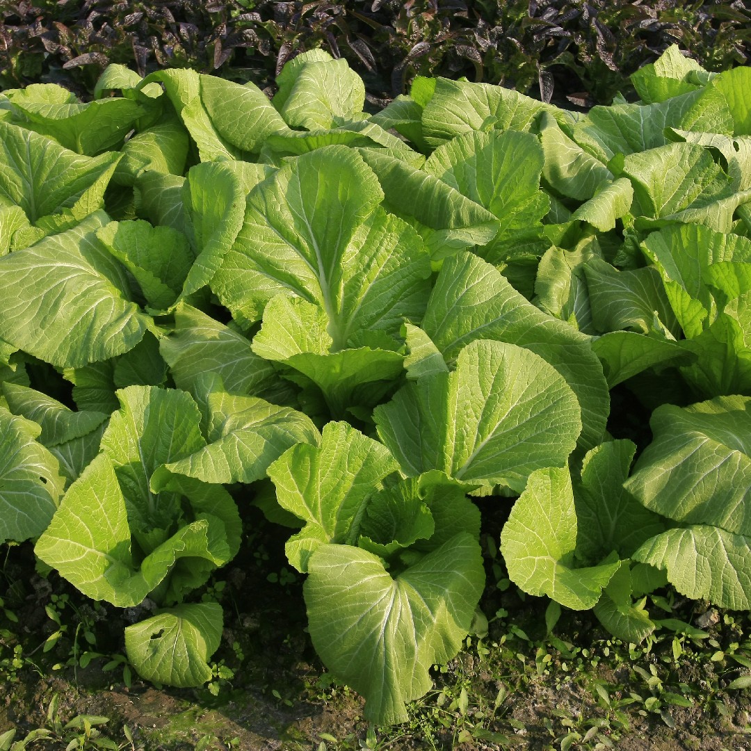 Пекинская капуста (Brassica rapa subsp. pekinensis) - PictureThis