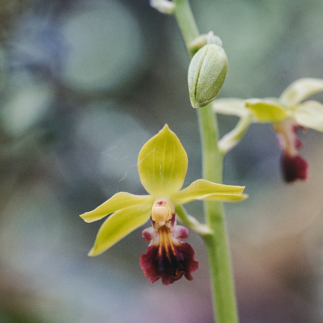 サルメンエビネ (Calanthe tricarinata) 花言葉，毒性，よくある質問