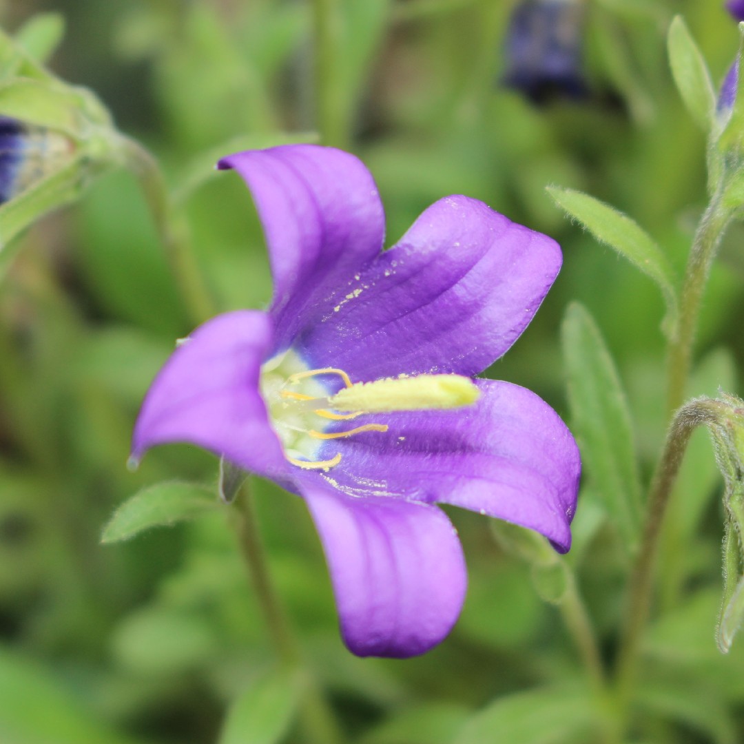 Campanula saxifraga - PictureThis