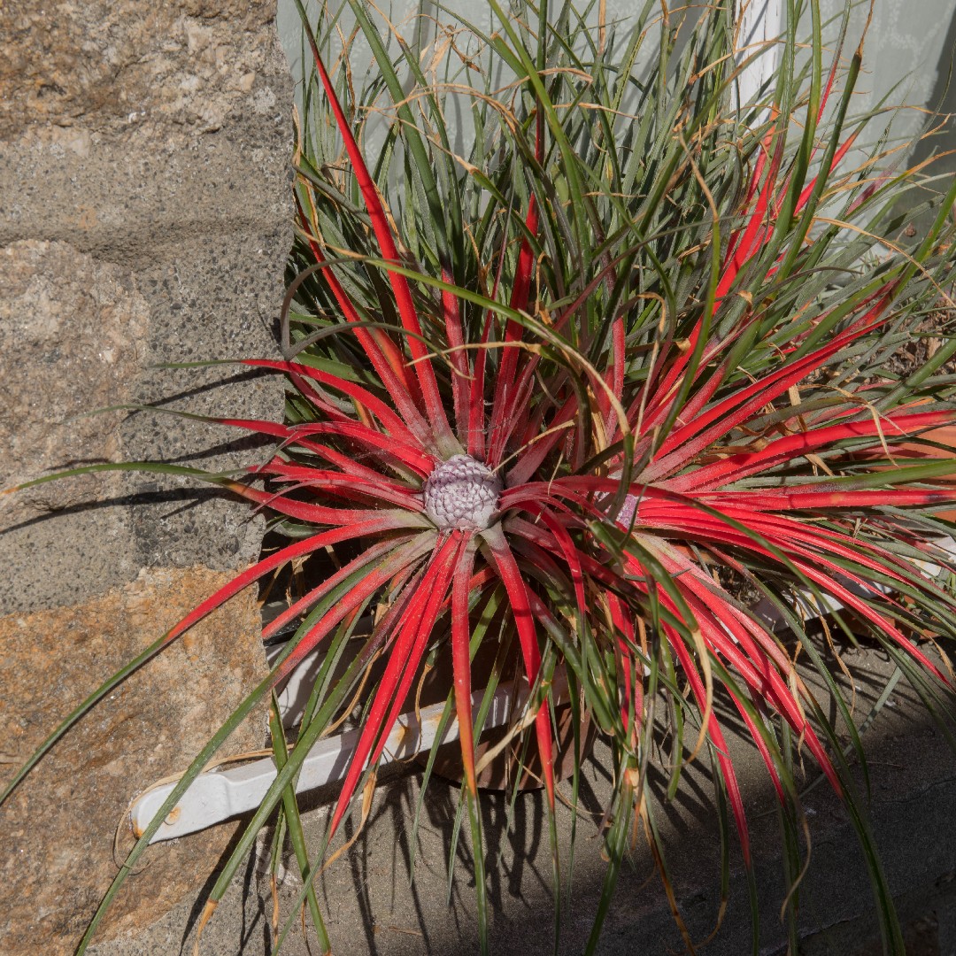 Fascicularia - PictureThis