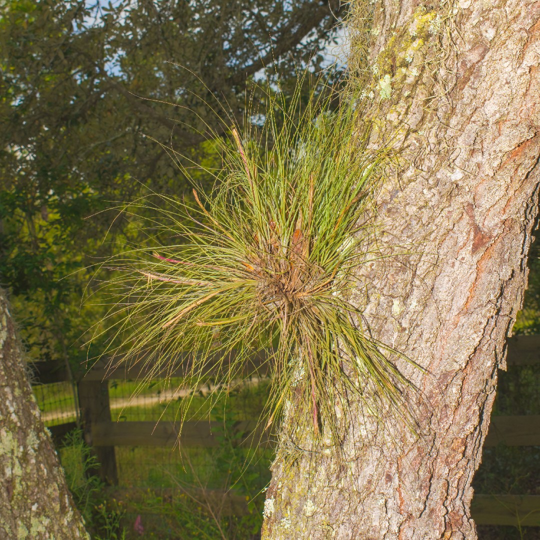 Semi - Piante Di Tillandsia Reali(Tillandsia) Piante Aeree