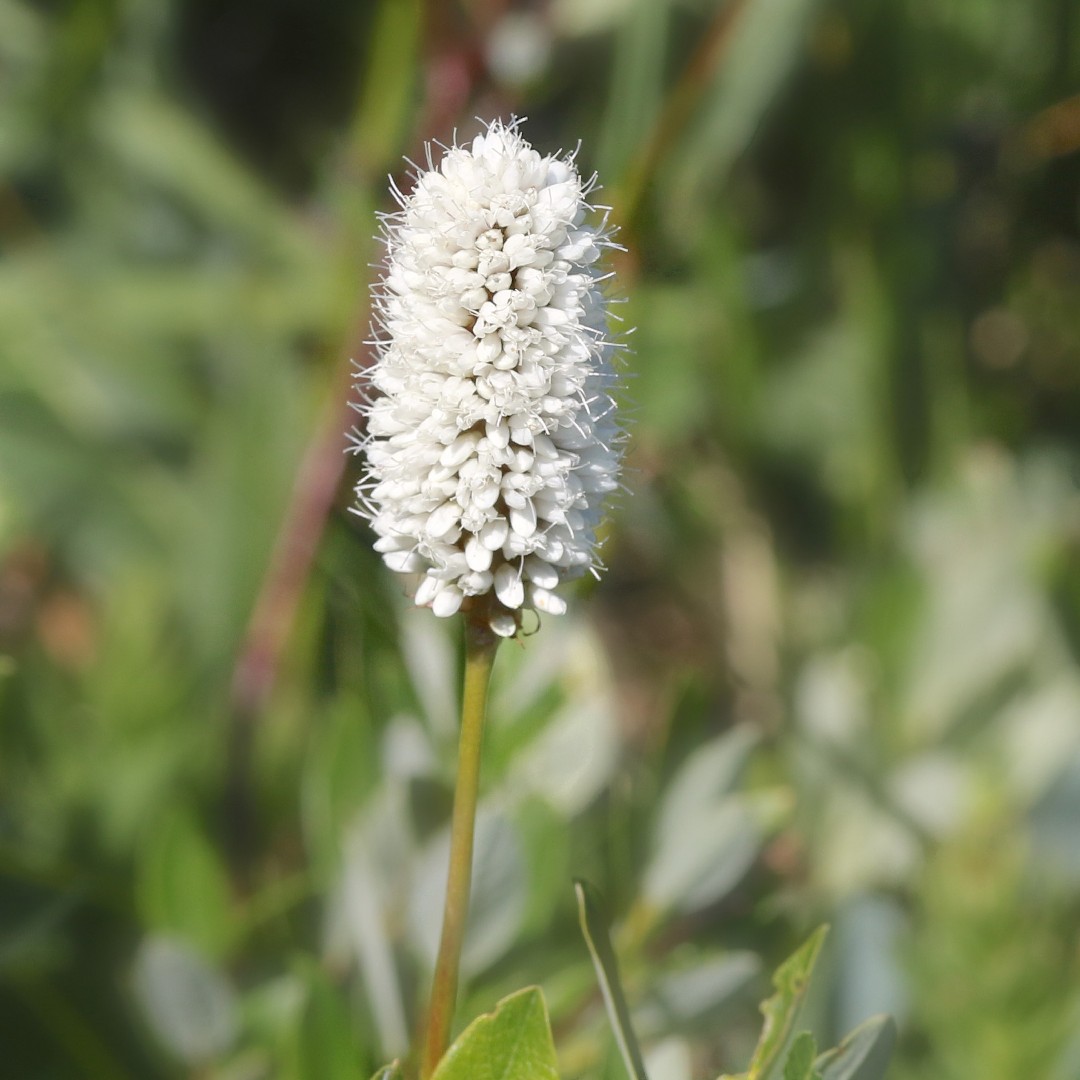 Bistorta Bistortoides 花言葉 学名 よくある質問 Picturethis