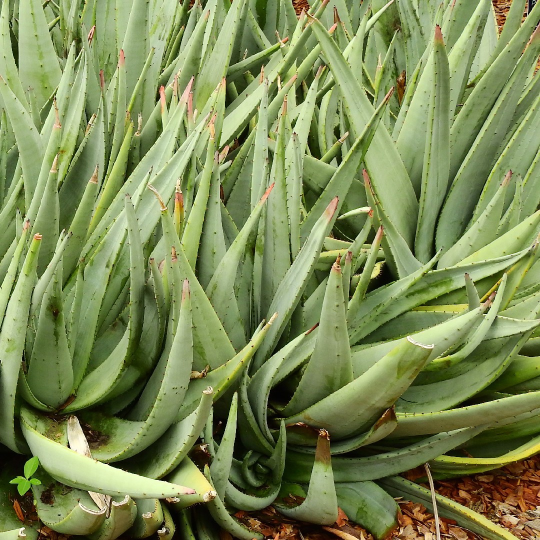 Aloe petricola - PictureThis