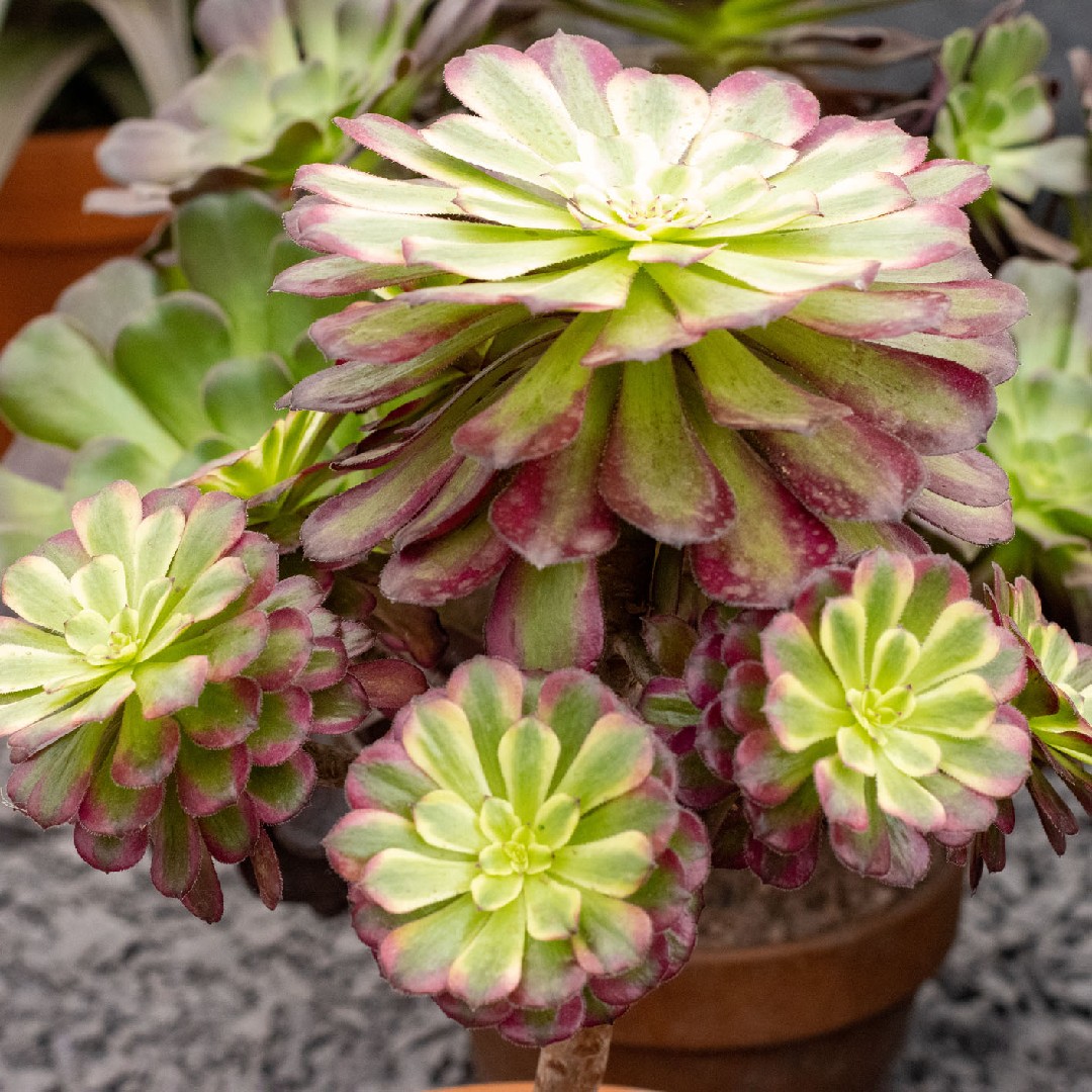 Aeonium Mardi Gras уход (почву, удобрение, обрезка) - PictureThis