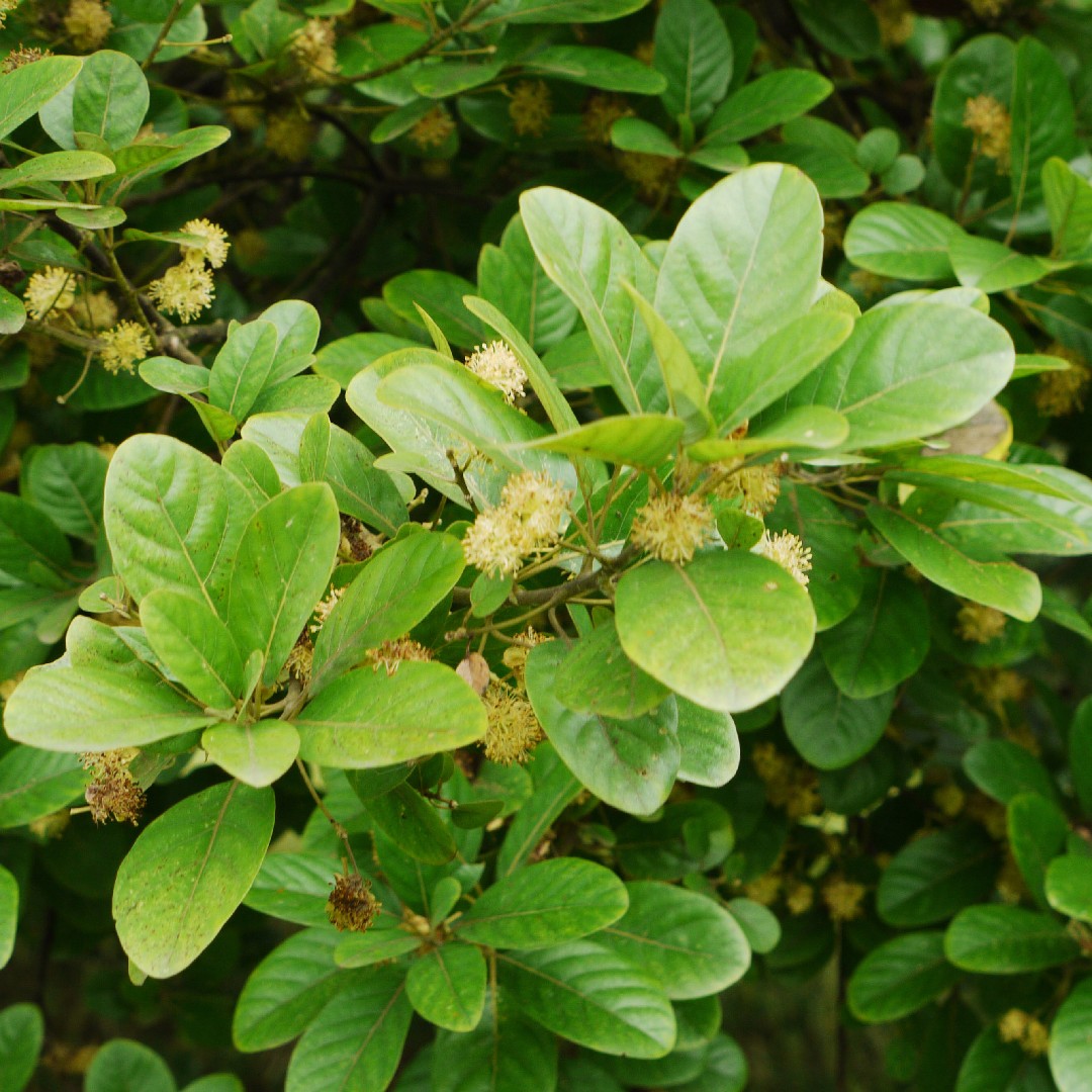 Litsea glutinosa - PictureThis