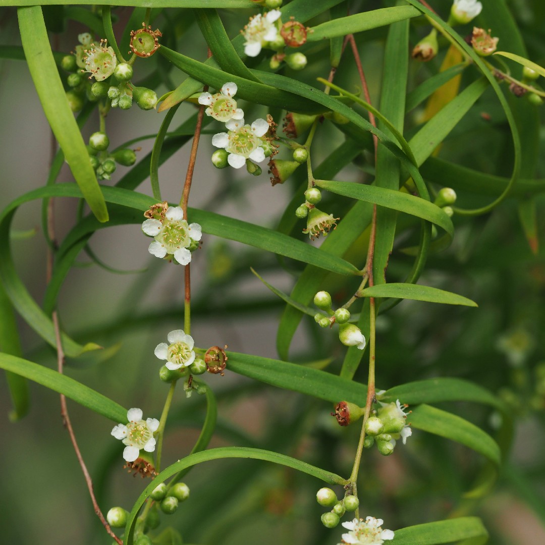 Leptospermum Brachyandrum 照顧 繁殖 開花時間 Picturethis