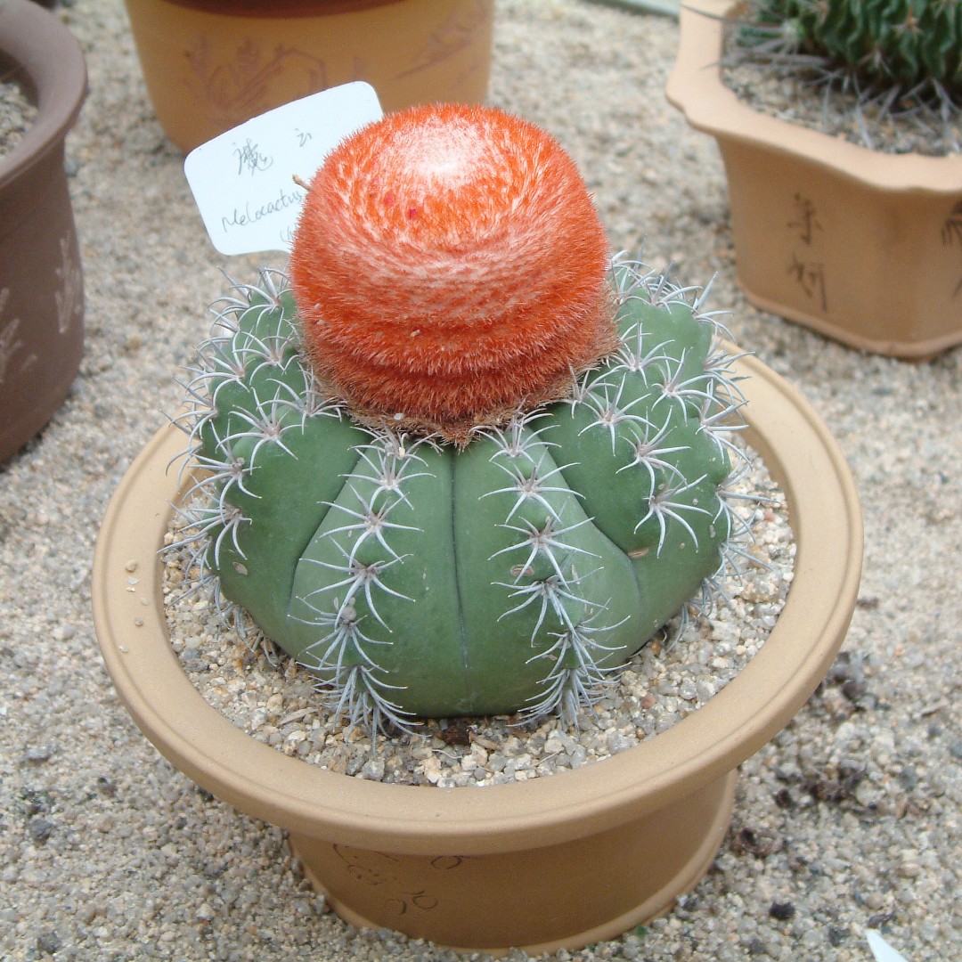 Melocactus matanzanus - PictureThis