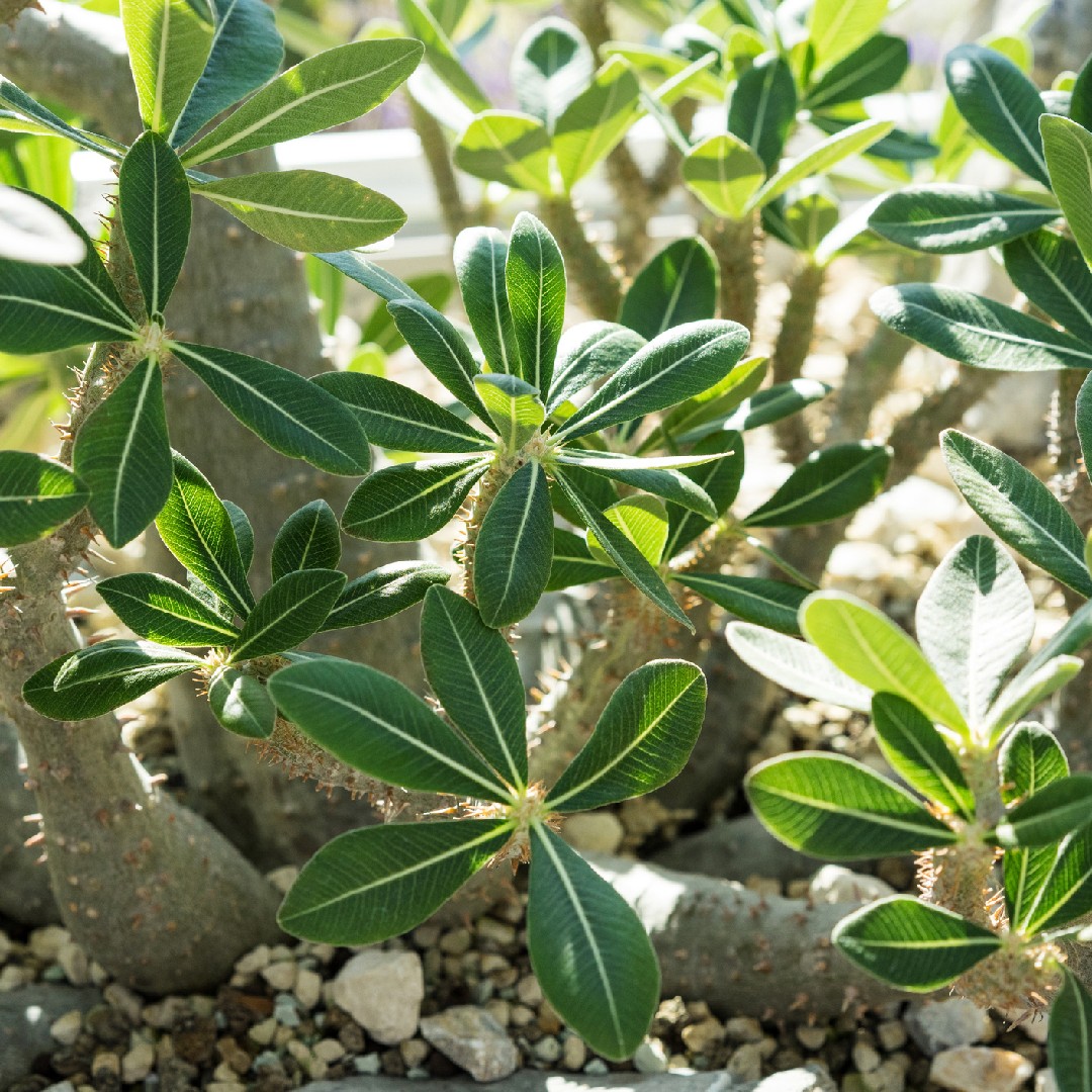 Pachypodium (Pachypodium) Flower, Leaf, Care, Uses - PictureThis