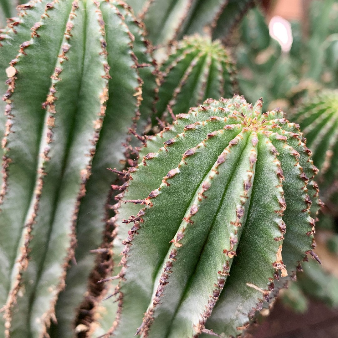 Euphorbia polygona. Молочай размер горшка. Молочай гербицид.