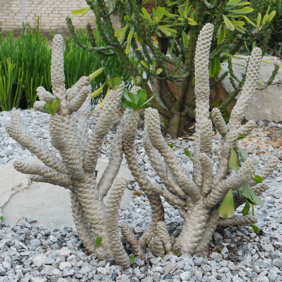 Euphorbia poissonii - PictureThis