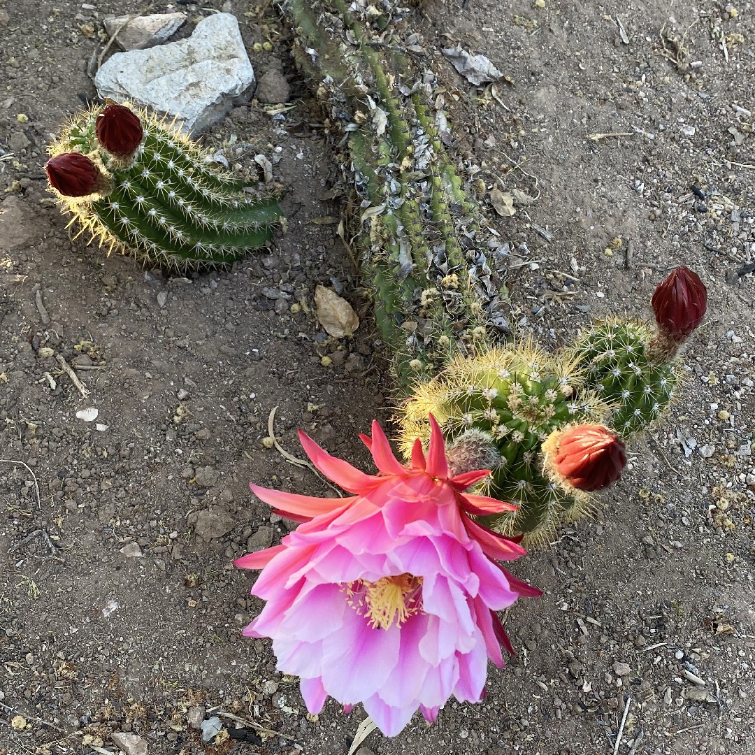 Echinopsis candicans уход (почву, удобрение, обрезка) - PictureThis