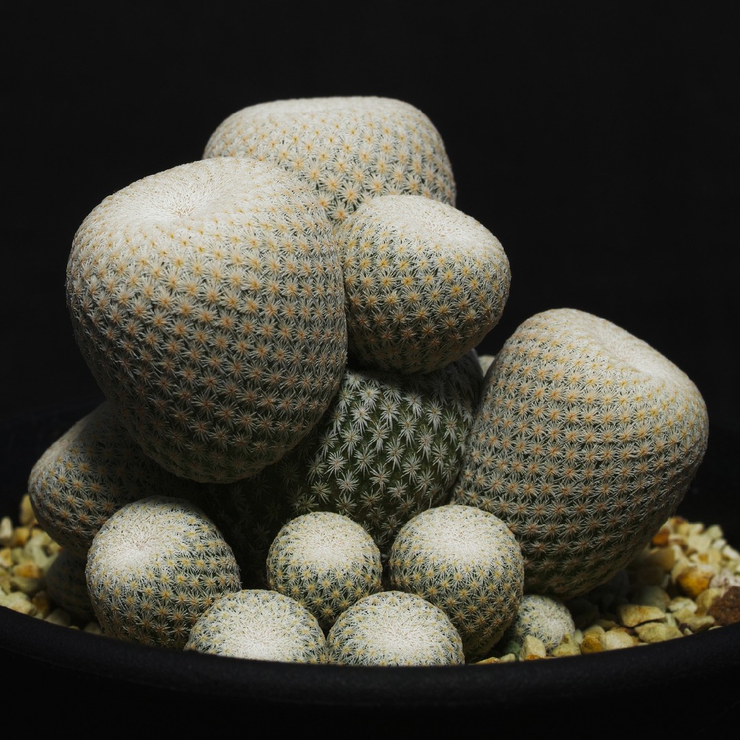 Cactus bouton (Epithelantha)