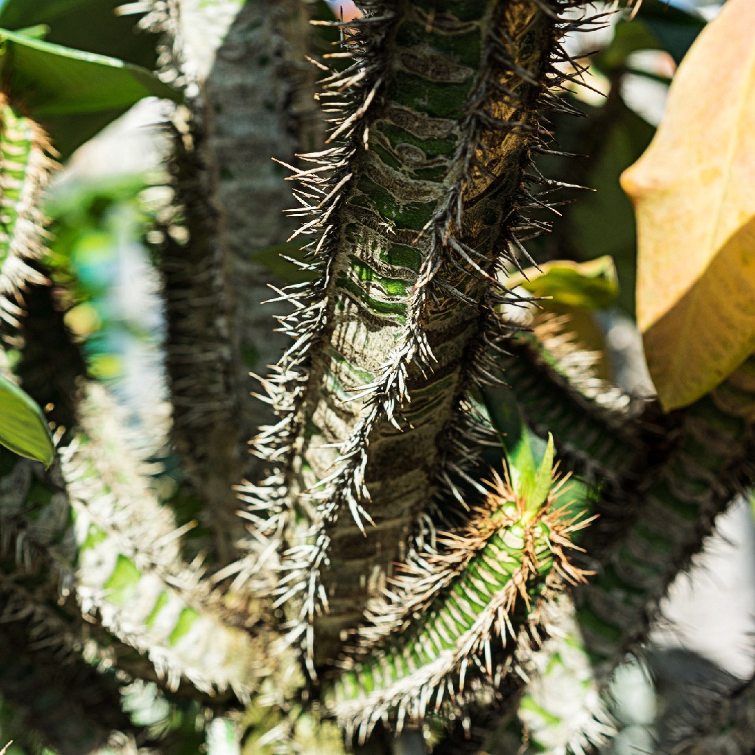 フンエンリュウ（噴炎竜） (Euphorbia neohumbertii) - PictureThis