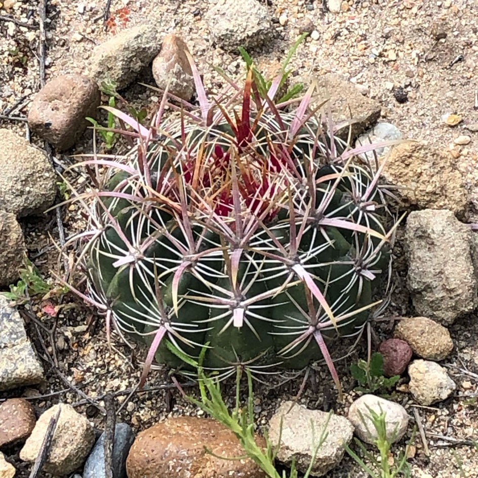 Ferocactus viridescens уход (почву, удобрение, обрезка) - PictureThis