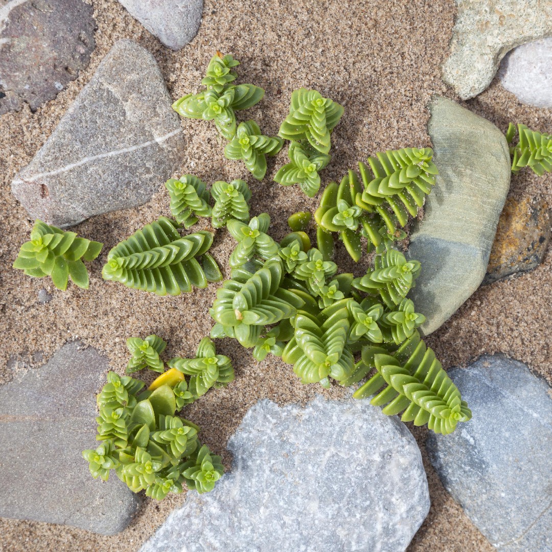 Толстянка гирляндовидная (Crassula corymbulosa) - PictureThis