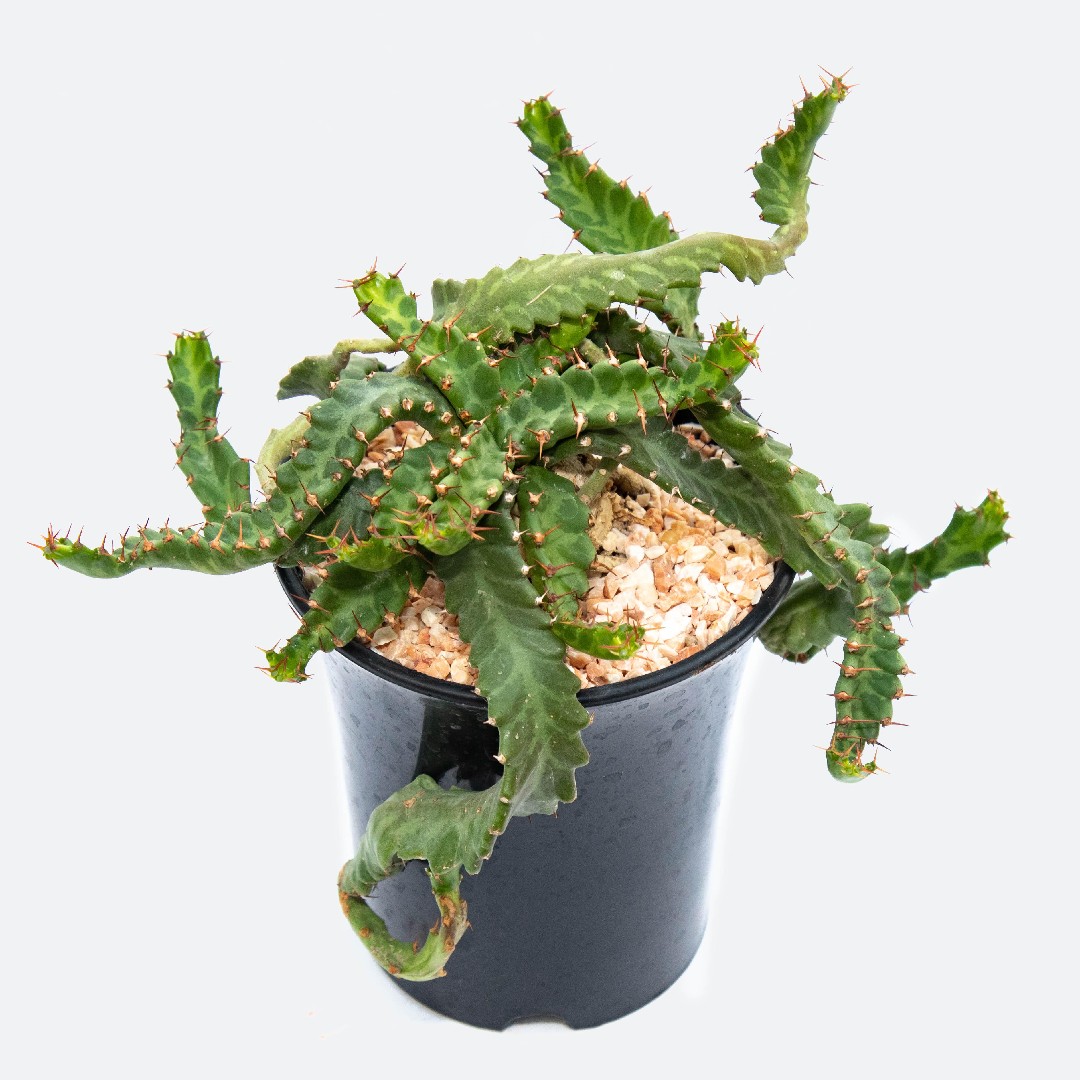 Euphorbia Stellata Picturethis 