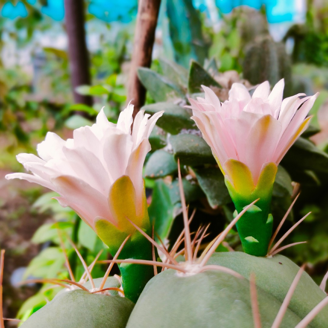 Gymnocalycium horstii уход (почву, удобрение, обрезка) - PictureThis