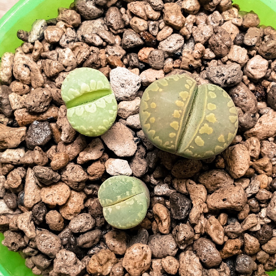 Lithops otzeniana - PictureThis