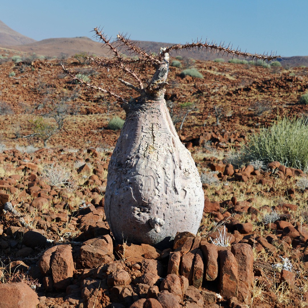 Top 20 Most Common Plants in Ohangwena