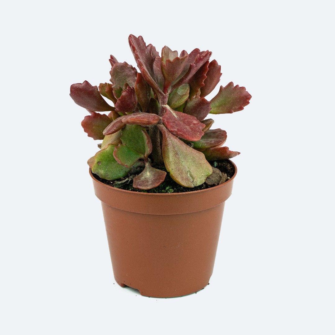 Kalanchoe sexangularis уход (почву, удобрение, обрезка) - PictureThis