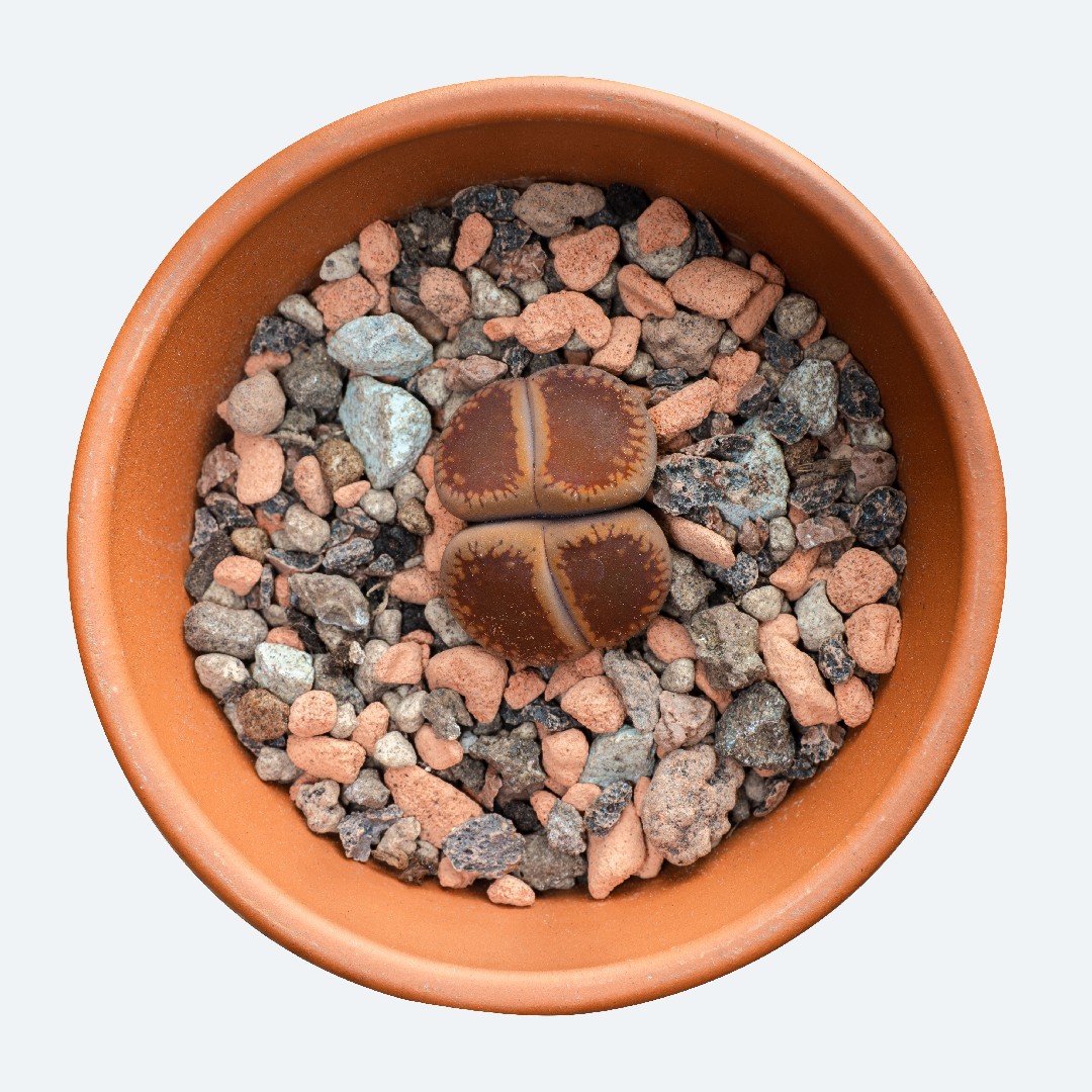 Lithops aucampiae - PictureThis