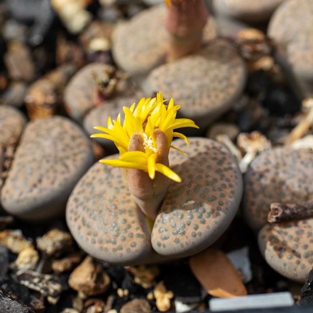 リトープス 微紋玉 (Lithops fulviceps) 花言葉，毒性，よくある質問 - PictureThis