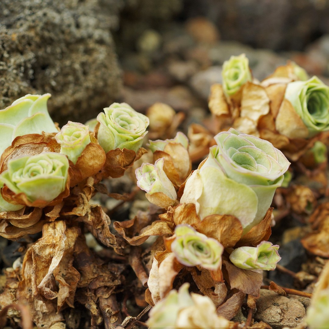 Aeonium dodrantale уход (почву, удобрение, обрезка) - PictureThis