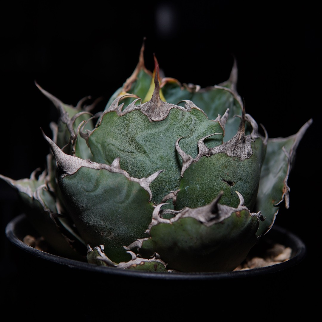 アガベ・チタノタの判定方法 (Agave titanota)