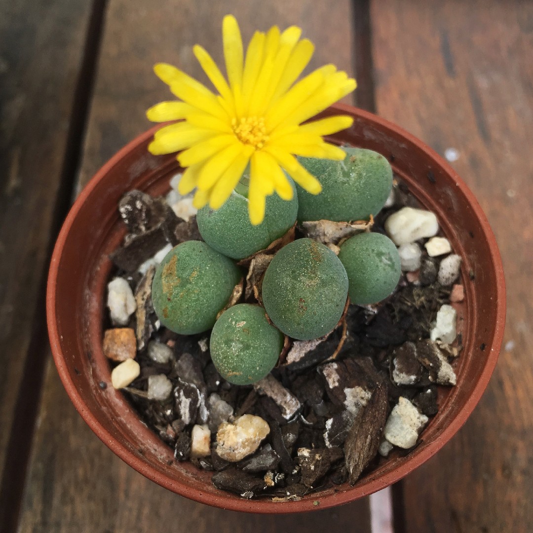 Conophytum calculus 照顧，種植，繁殖，開花時間 - PictureThis