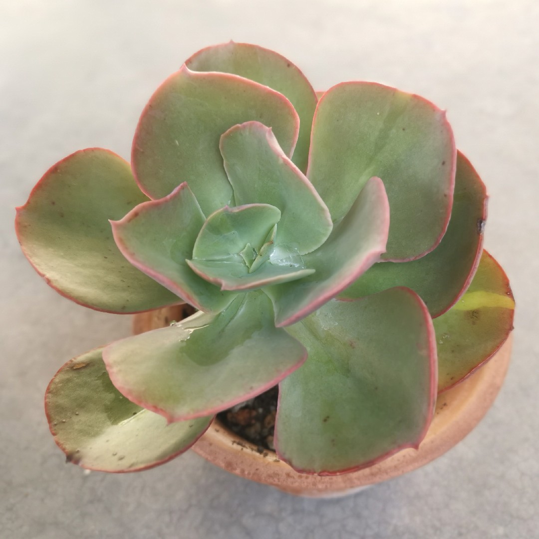 Echeveria gigantea уход (почву, удобрение, обрезка) - PictureThis