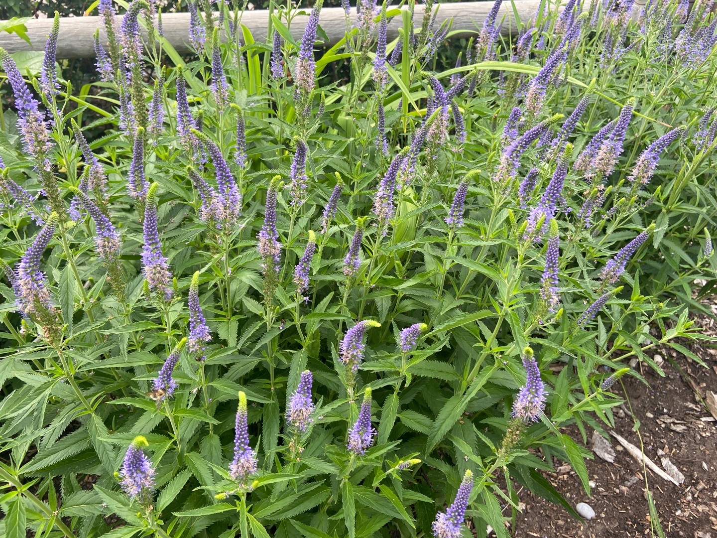 Longleaf Speedwell (Veronica longifolia) Flower, Leaf, Care, Uses ...