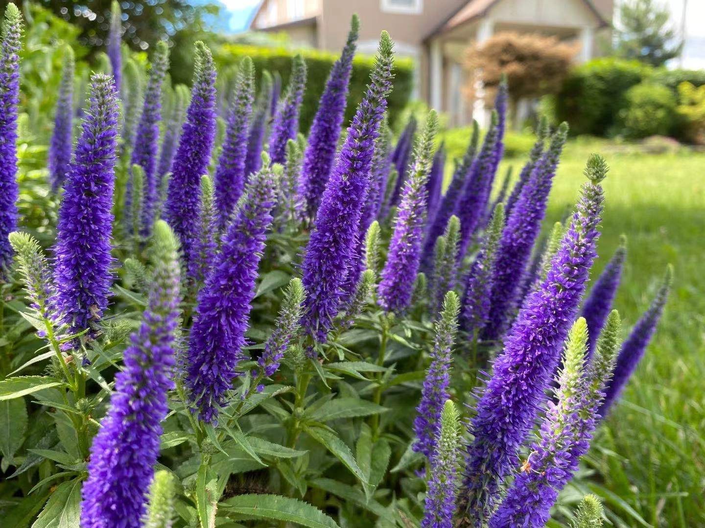 Spiked Speedwell Veronica Spicata Flower Leaf Care Uses Picturethis