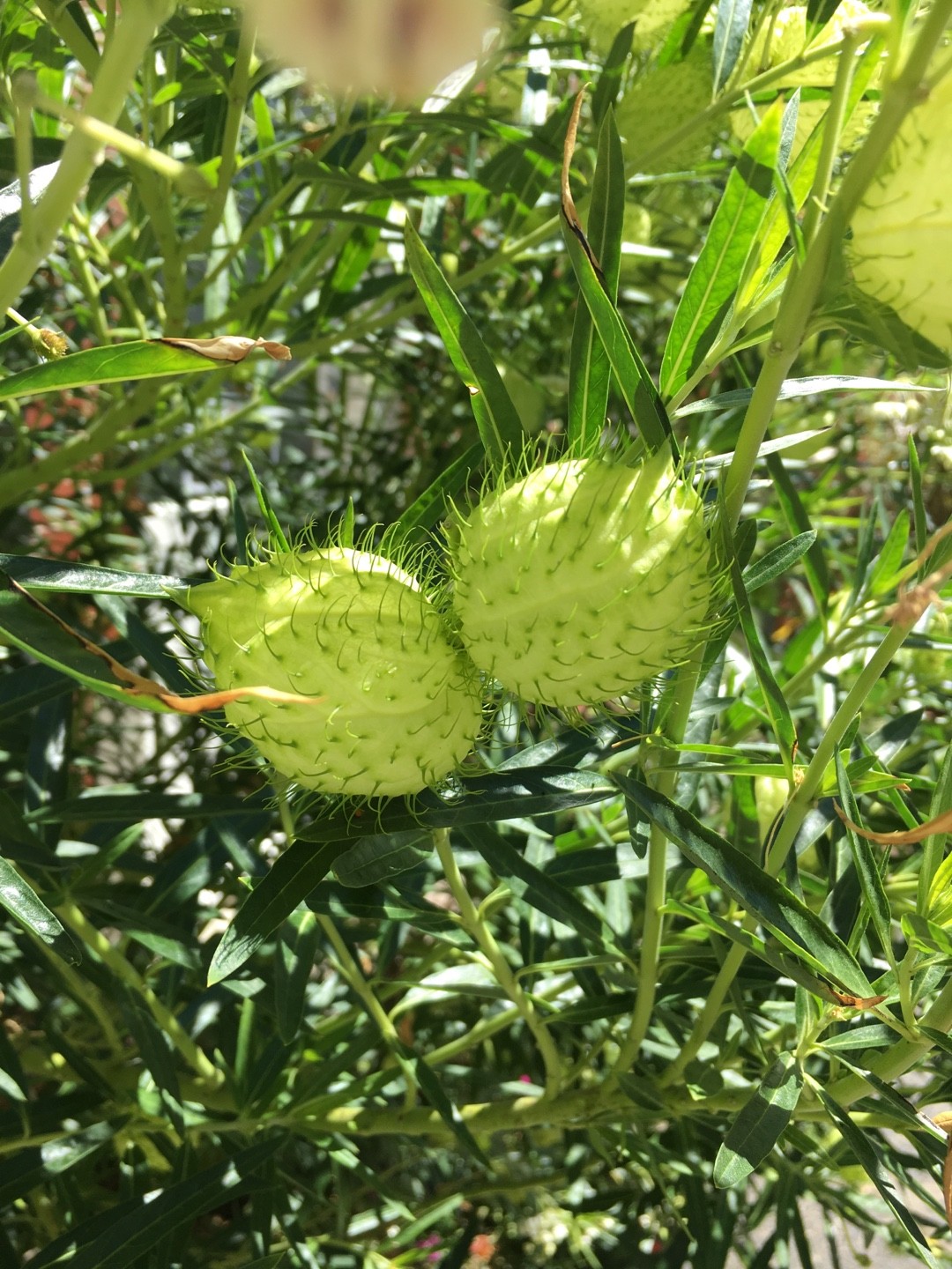 フウセントウワタ 風船唐綿 Gomphocarpus Fruticosus 花言葉 学名 よくある質問 Picturethis