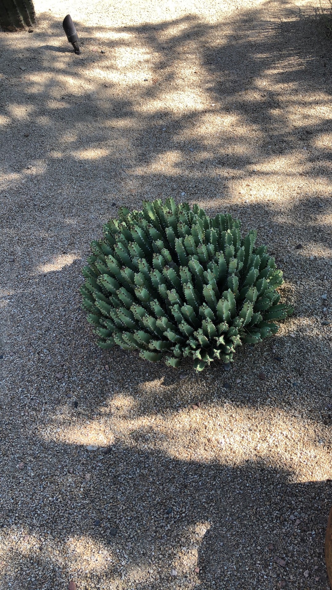 ハッカクキリン（白角麒麟）の判定方法 (Euphorbia resinifera)