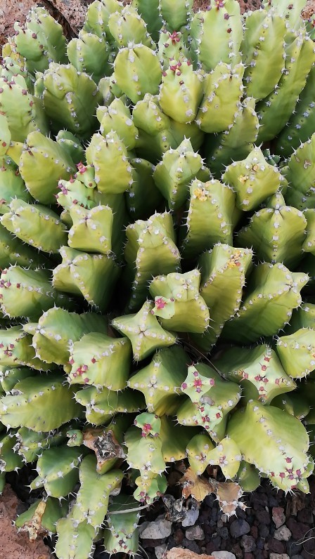 ハッカクキリン（白角麒麟）の判定方法 (Euphorbia resinifera)