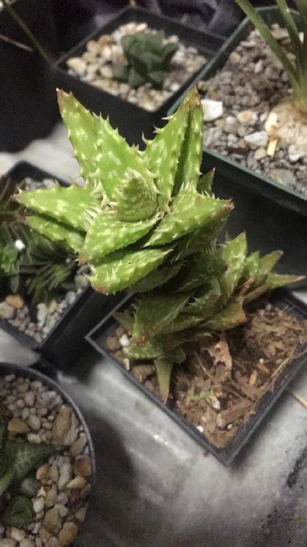 ヒスイデン（翡翠殿）の判定方法 (Aloe juvenna)