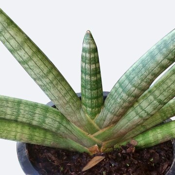 サンセベリア・エイレンシス (Sansevieria eilensis) 花言葉，毒性