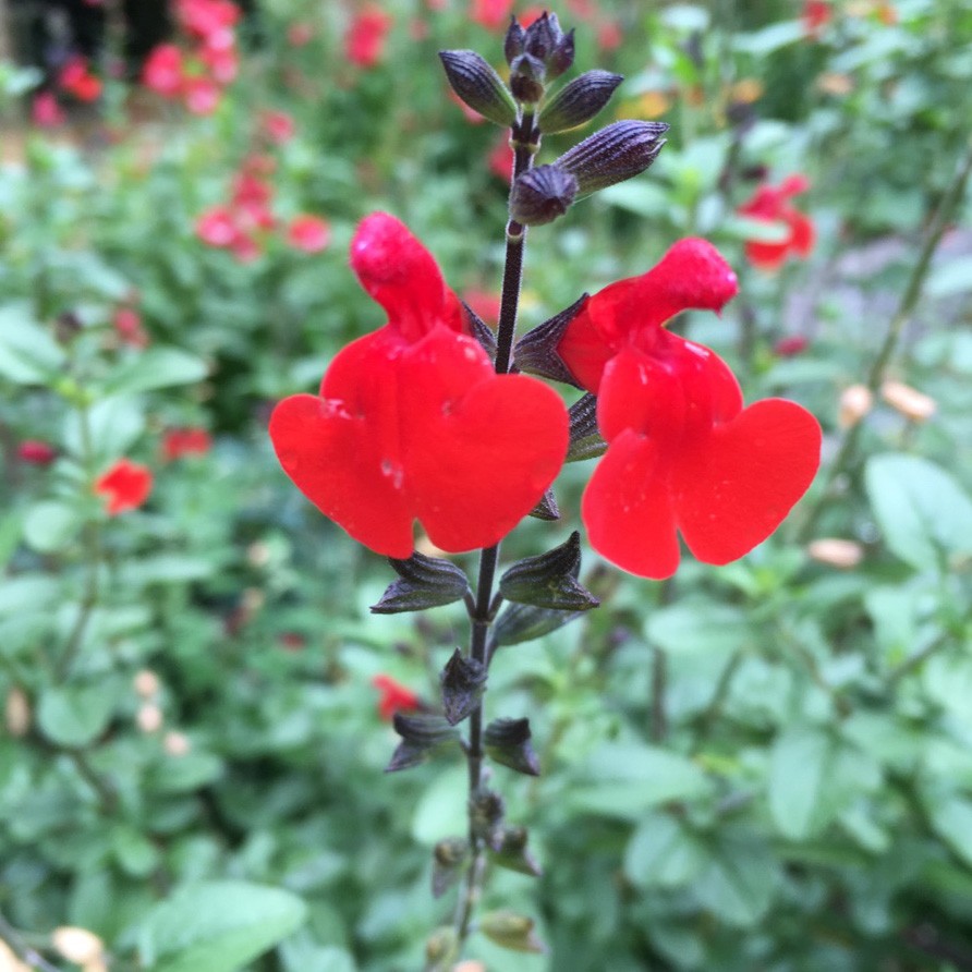 サルビア ミクロフィラ レッド ベルベット Salvia Microphylla Red Velvet 花言葉 毒性 よくある質問 Picturethis