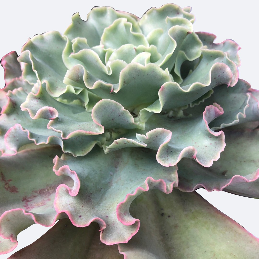 Echeveria Lady Aquarius 花言葉 学名 よくある質問 Picturethis