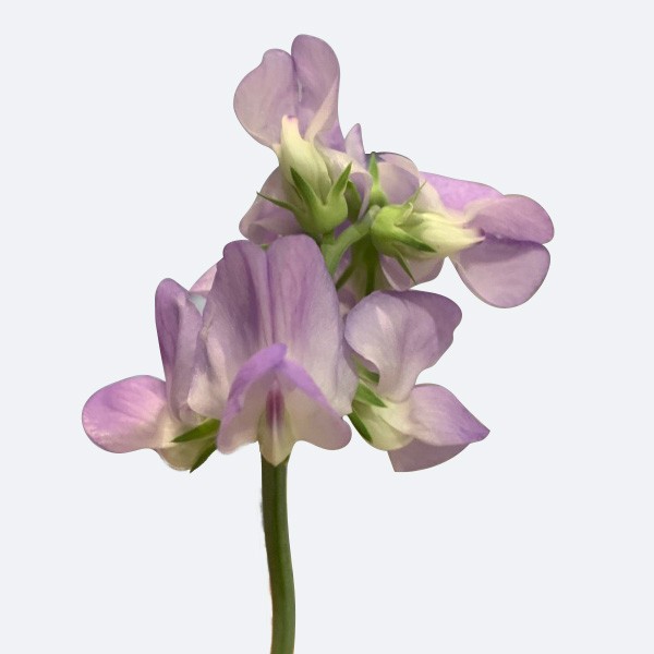 Sphagnum moss for orchids on a white isolated background, top view