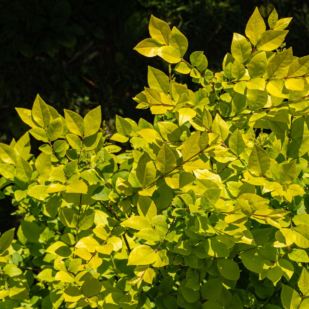 Ligustrum × vicaryi уход (почву, удобрение, обрезка) - PictureThis